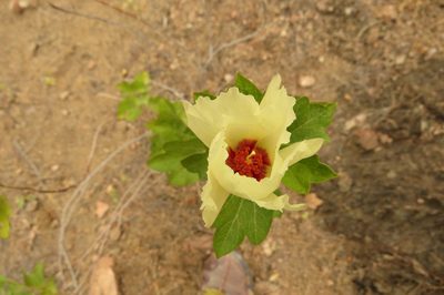 Cienfuegosia tripartita, photographed by Manuel Roncal