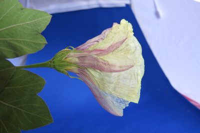 Cienfuegosia tripartita, photographed by Manuel Roncal