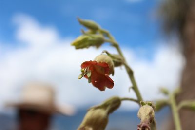 Nicotiana glutinosa, photographed by Manuel Roncal