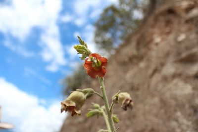 Nicotiana glutinosa, photographed by Manuel Roncal