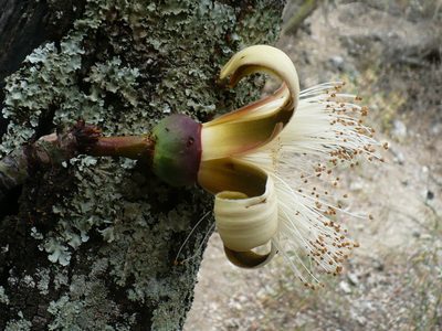 Pseudobombax cajamarcanus, photographed by Manuel Roncal