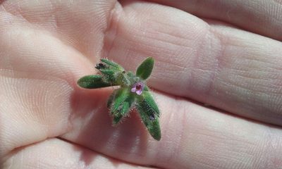 Collomia diversifolia, photographed by rockybajada