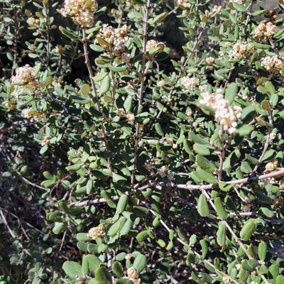 Ceanothus crassifolius, photographed by Dan Horowitz