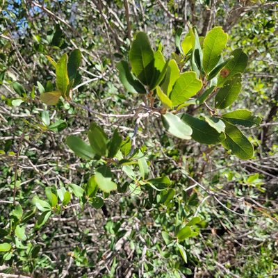Quercus engelmannii, photographed by Dan Horowitz