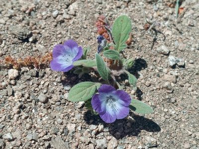 Phacelia davidsonii, photographed by Daniel S.