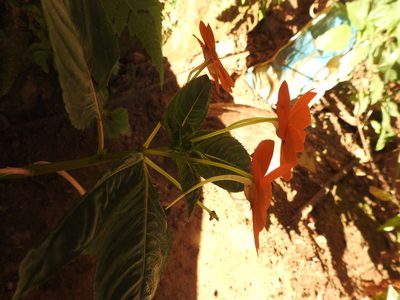 Impatiens hawkeri, photographed by Hopeland
