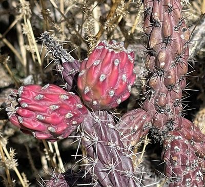 Cylindropuntia thurberi, photographed by Henrik Kibak