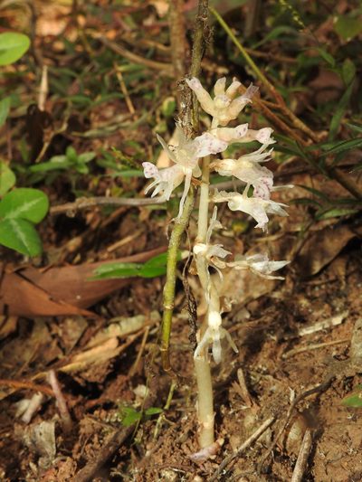 Epipogium roseum, photographed by Hopeland