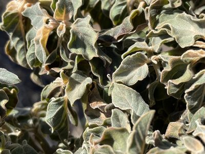 Datura discolor, photographed by Henrik Kibak