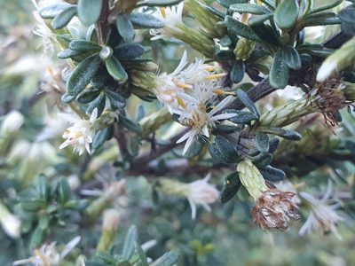 Olearia solandri, photographed by Jaco Grundling