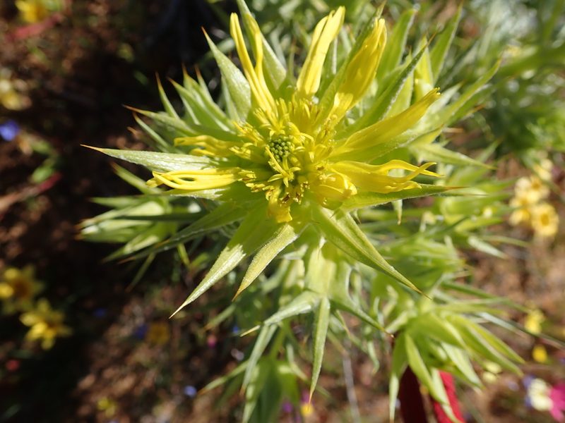Heterorhachis aculeata, photographed by Peter Warren