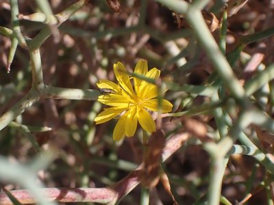 Launaea arborescens, photographed by John Lyden
