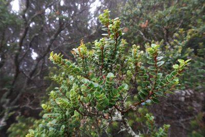 Nothofagus cunninghamii, photographed by Cowirrie