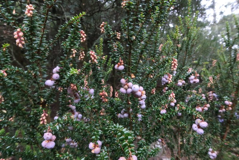 Trochocarpa thymifolia, photographed by Cowirrie
