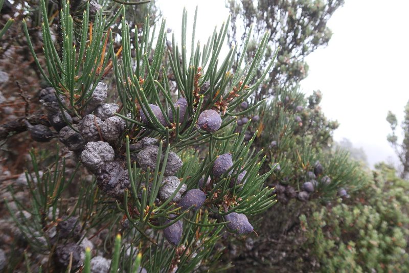 Hakea lissosperma, photographed by Cowirrie