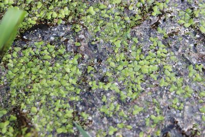 Lemna disperma, photographed by Joe Dillon