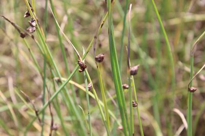 Schoenoplectus pungens, photographed by Joe Dillon