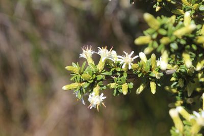 Olearia solandri, photographed by Joe Dillon