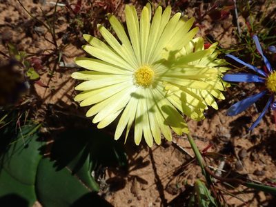 Cleretum bellidiforme, photographed by Peter Warren
