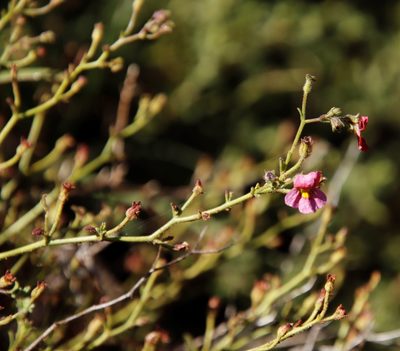Jamesbrittenia breviflora, photographed by Tony Rebelo