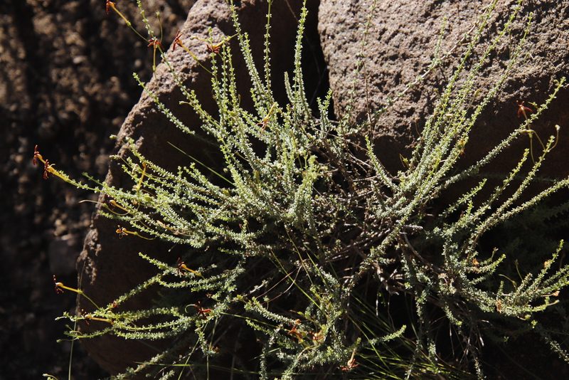 Jamesbrittenia atropurpurea, photographed by Tony Rebelo
