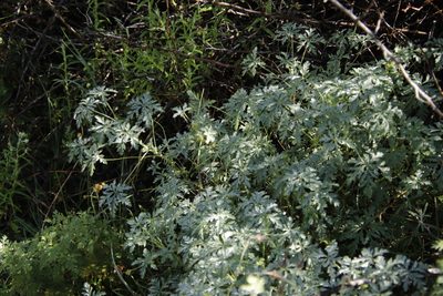 Geranium robustum, photographed by Tony Rebelo