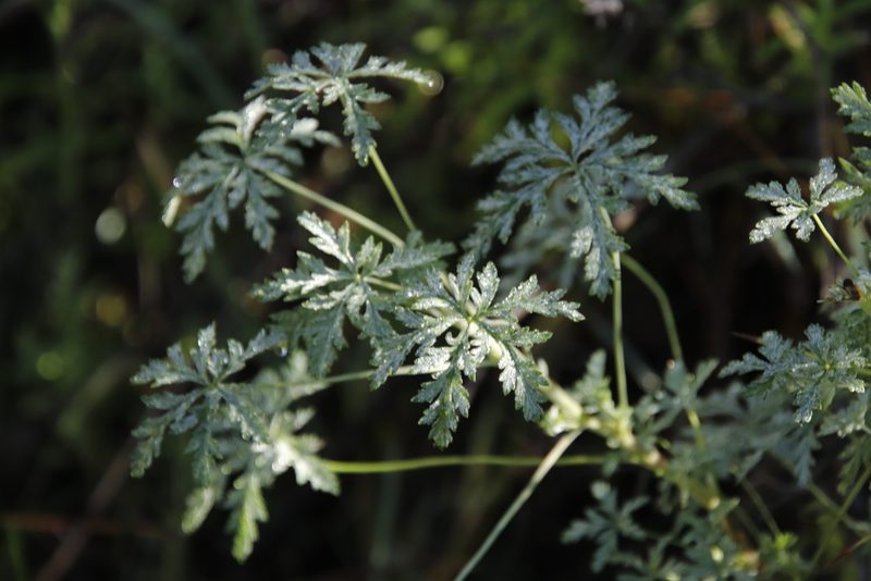 Geranium robustum, photographed by Tony Rebelo