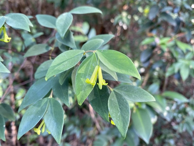 Wikstroemia nutans, photographed by Toby Y