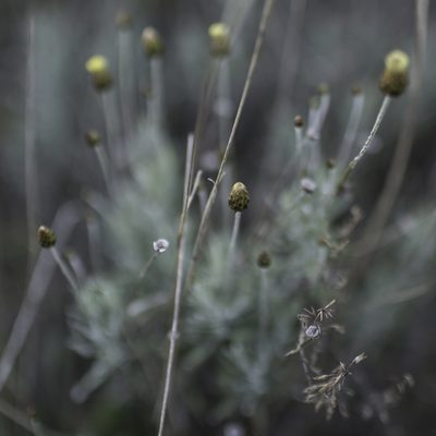 Phagnalon rupestre, photographed by Tim Johnson