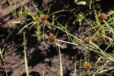Cyperus congestus, photographed by Tony Rebelo
