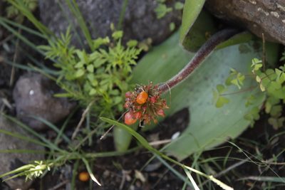 Haemanthus humilis, photographed by Tony Rebelo