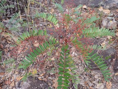 Eurycoma longifolia, photographed by luluchouette