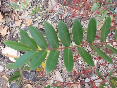Eurycoma longifolia, photographed by luluchouette