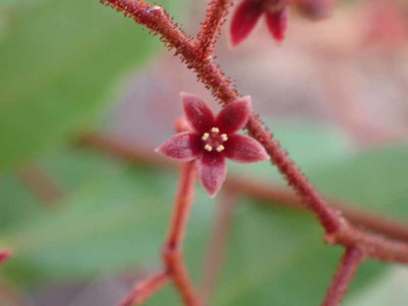 Eurycoma longifolia, photographed by luluchouette