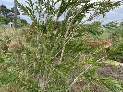 Melaleuca viminalis, photographed by Dave Richardson