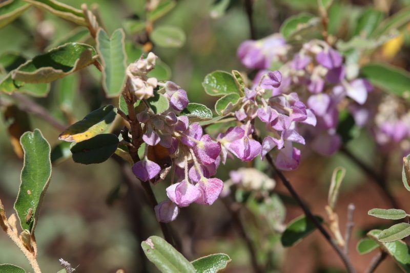 Seringia nephrosperma, photographed by Hugo Innes