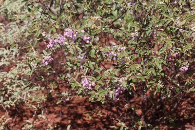 Seringia nephrosperma, photographed by Hugo Innes