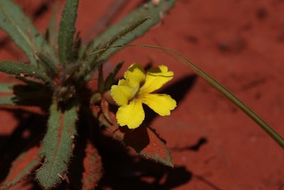 Goodenia sepalosa, photographed by Hugo Innes