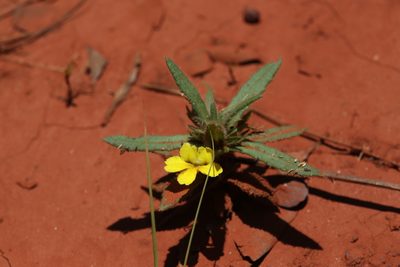 Goodenia sepalosa, photographed by Hugo Innes