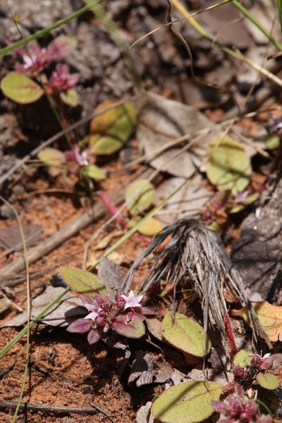 Trianthema pilosum, photographed by Hugo Innes