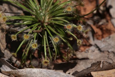 Drosera broomensis, photographed by Hugo Innes
