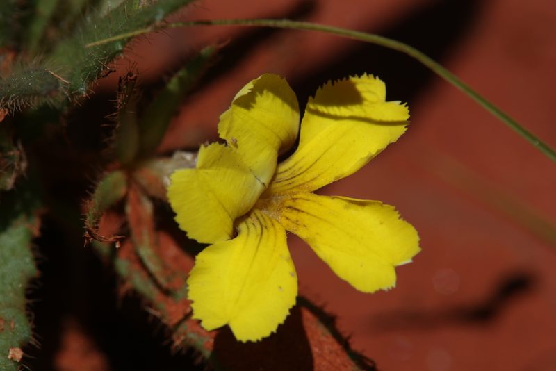 Goodenia sepalosa, photographed by Hugo Innes