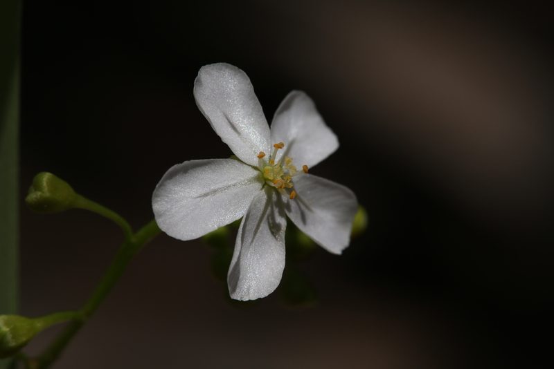 Drosera broomensis, photographed by Hugo Innes