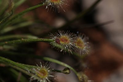 Drosera broomensis, photographed by Hugo Innes