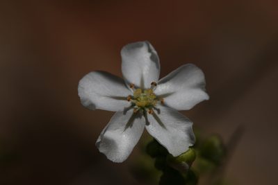Drosera broomensis, photographed by Hugo Innes