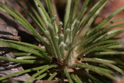 Drosera broomensis, photographed by Hugo Innes
