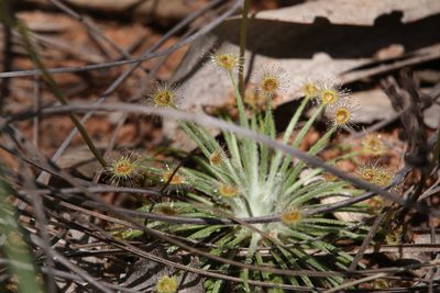 Drosera broomensis, photographed by Hugo Innes
