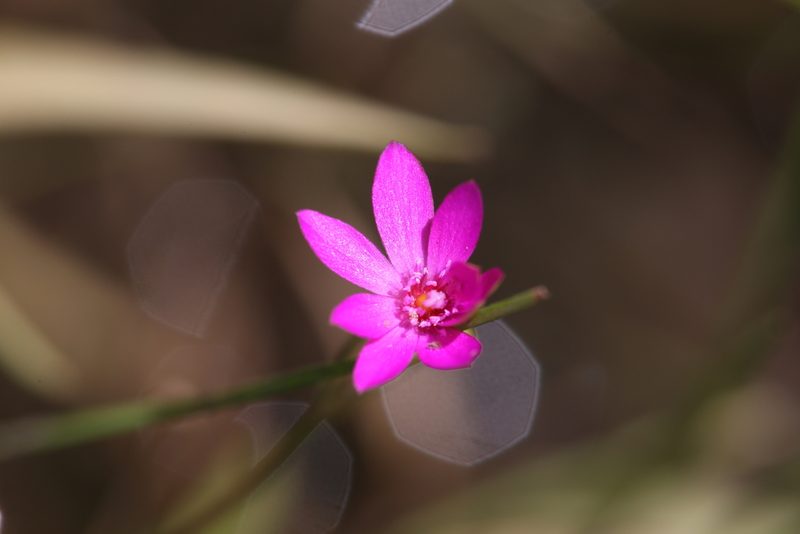 Calandrinia strophiolata, photographed by Hugo Innes