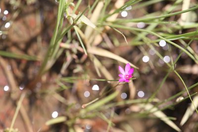 Calandrinia strophiolata, photographed by Hugo Innes