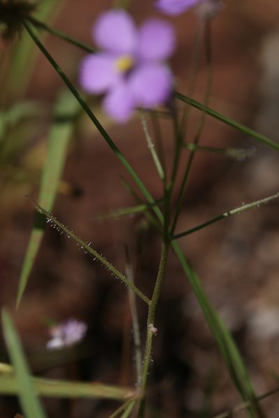 Byblis rorida, photographed by Hugo Innes